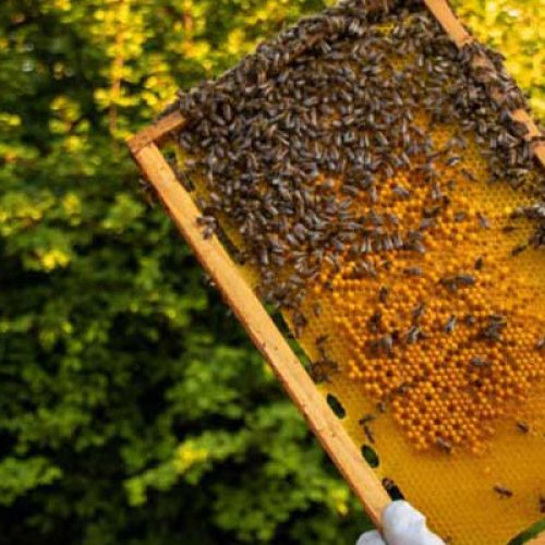The Journey of Manuka Honey