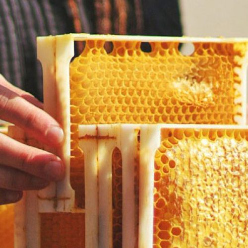 Prime Fern Manuka Honey